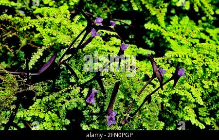 Grüne Farne von Lacy mit violetten Blüten, die an langen Stielen in einem Garten in Kuba durch die Farne kommen. Stockfoto