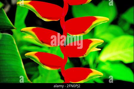 Diese wunderschöne tropische Heliconia-Pflanze hat atemberaubende gelbe und rote Blüten, unter grünem Laub in Lombok, Indonesien. Stockfoto