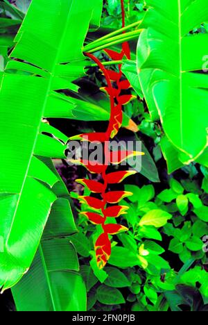 Eine exotische, gelbe und rote Heliconia mit grünem Laub blüht neben der Straße in Lombok, Indonesien. Stockfoto