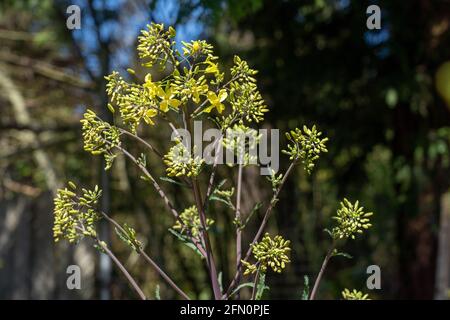 Issaquah, Washington, USA. Nahaufnahme des überwinterten Roten Kals mit Blumen und Blumen im frühen Frühjahr. Stockfoto