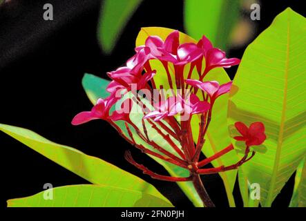 Grüne Blätter und rosa Frangipani-Blüten stehen in Lombok, Indonesien, vor dunklem Hintergrund. Stockfoto