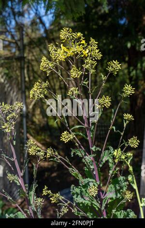 Issaquah, Washington, USA. Nahaufnahme des überwinterten Roten Kals mit Blumen und Blumen im frühen Frühjahr. Stockfoto
