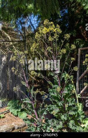 Issaquah, Washington, USA. Nahaufnahme des überwinterten Roten Kals mit Blumen und Blumen im frühen Frühjahr. Stockfoto
