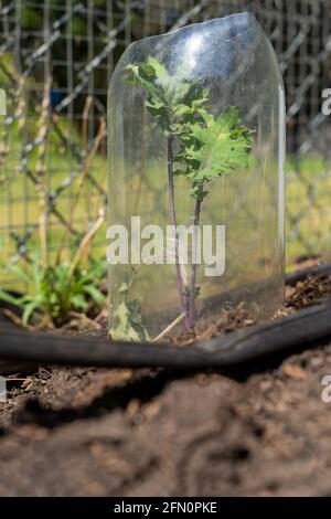 Issaquah, Washington, USA. Red Russian Kale beginnt mit einer ausgehöhlten, durchsichtigen Plastikflasche, die sie umgibt, um Nacktschnecken und andere Tierchen zu verhindern Stockfoto