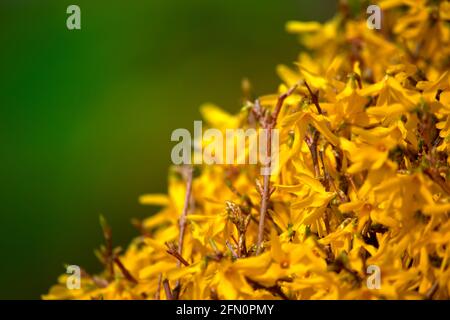 Forsythia blüht auf Zweigen aus der Nähe, selektiver Fokus Stockfoto