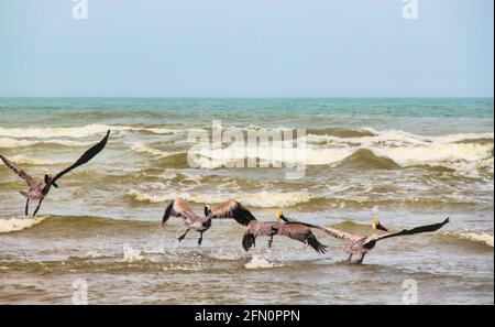 Vier Pelikane im Flug über Wellen im Golf von Mexiko, in Texas, USA. Stockfoto