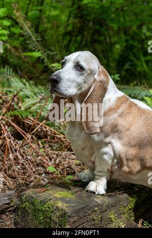 Issaquah, Washington, USA. Porträt von Opie, einem älteren Basset Hound mit Lymphakrebs. (PR) Stockfoto