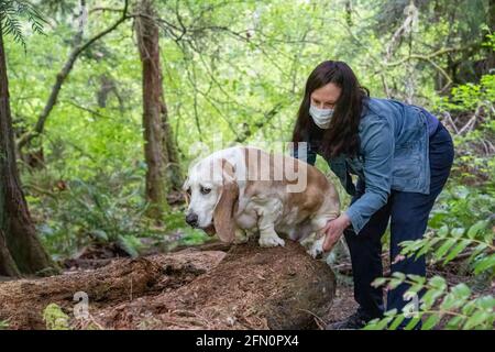 Issaquah, Washington, USA. Frau hilft Opie, ihrem älteren Basset Hound mit Lymphom-Krebs, auf einem Lieblings-Log, um die Düfte zu schnuppern. (PR) (MR) Stockfoto