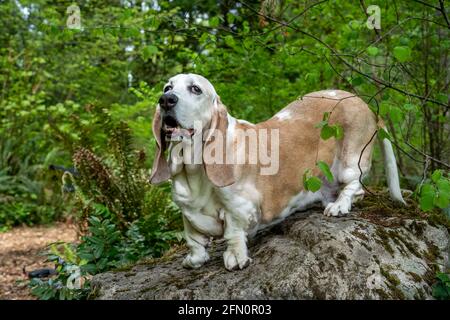 Issaquah, Washington, USA. Opie, ein älterer Basset Hound mit Lymphom-Krebs, thront auf einem Felsbrocken in einem Park. (PR) Stockfoto