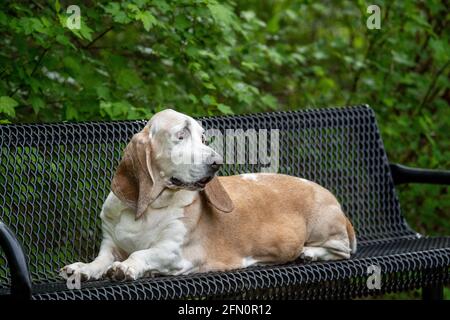 Issaquah, Washington, USA. Opie, ein älterer Basset Hound mit Lymphom-Krebs, ruht auf einer Parkbank. (PR) Stockfoto