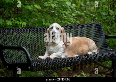 Issaquah, Washington, USA. Opie, ein älterer Basset Hound mit Lymphom-Krebs, ruht auf einer Parkbank. (PR) Stockfoto