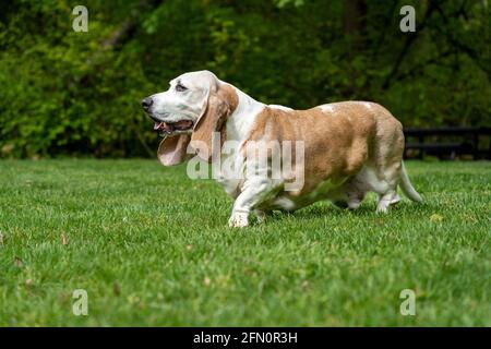 Issaquah, Washington, USA. Opie, ein älterer Basset Hound mit Lymphom-Krebs, der in einem Park spazieren geht. (PR) Stockfoto