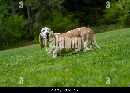 Issaquah, Washington, USA. Opie, ein älterer Basset Hound mit Lymphom-Krebs, der in einem Park spazieren geht. (PR) Stockfoto