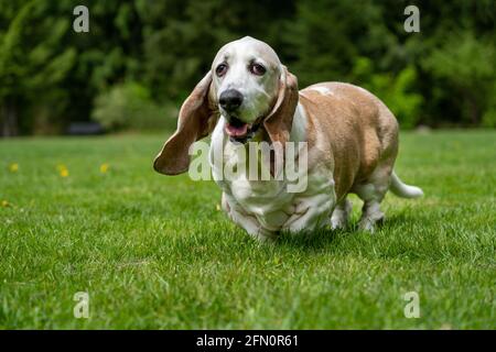 Issaquah, Washington, USA. Opie, ein älterer Basset Hound mit Lymphom-Krebs, der in einem Park spazieren geht. (PR) Stockfoto