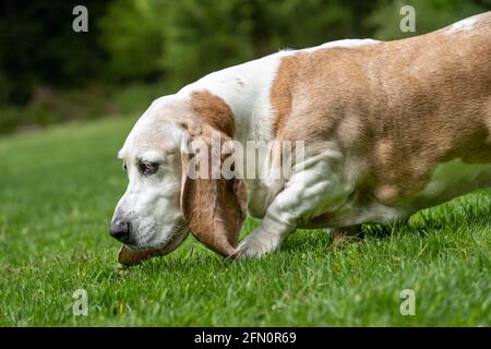 Issaquah, Washington, USA. Opie, ein älterer Basset Hound mit Lymphom-Krebs, schnüffelt einen Duft in einem Park. (PR) Stockfoto