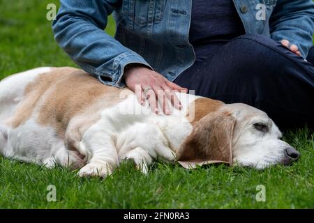 Issaquah, Washington, USA. Opie, ein älterer Basset Hound, der mit seinem Besitzer im Gras in einem Park ruht. (PR) Stockfoto