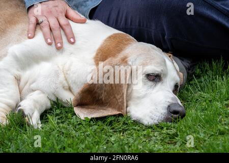 Issaquah, Washington, USA. Opie, ein älterer Basset Hound, der mit seinem Besitzer im Gras in einem Park ruht. (PR) Stockfoto