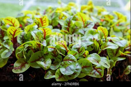 Grüne Blätter des Edenvia-Salates, die auf einem Mikroarm nach der agrophonen Methode angebaut werden. Stockfoto