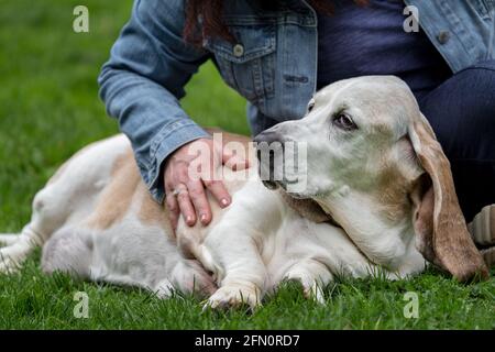 Issaquah, Washington, USA. Opie, ein älterer Basset Hound, der mit seinem Besitzer im Gras in einem Park ruht. (PR) Stockfoto