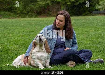 Issaquah, Washington, USA. Opie, ein älterer Basset Hound, der mit seinem Besitzer im Gras in einem Park ruht. (PR) Stockfoto