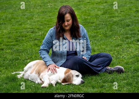 Issaquah, Washington, USA. Opie, ein älterer Basset Hound, der mit seinem Besitzer im Gras in einem Park ruht. (PR) Stockfoto