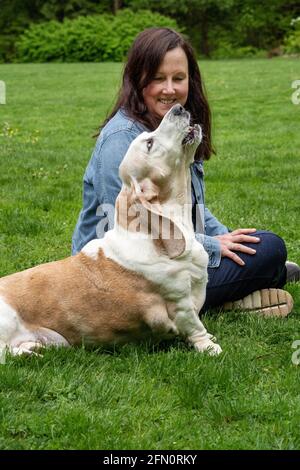 Issaquah, Washington, USA. Opie, ein älterer Basset Hound mit Lymphom-Krebs, heulend in einem Park mit seinem Besitzer. (PR) (MR) Stockfoto
