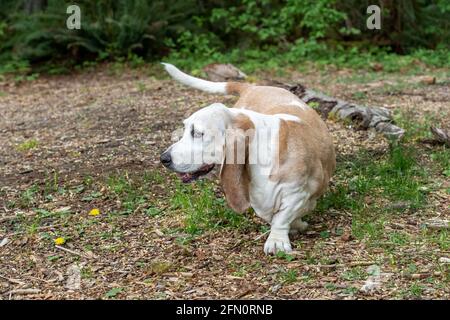 Issaquah, Washington, USA. Opie, ein älterer Basset Hound mit Lymphom-Krebs, verändert seine Meinung und kehrt die Richtung um. (PR) Stockfoto