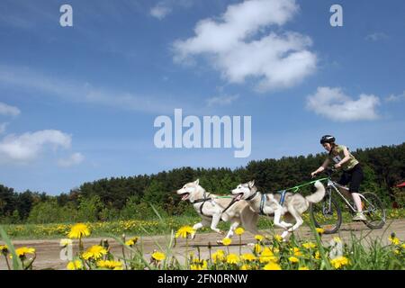 Weißrussland. Mai 2010: Husky-Hunde laufen vor dem Mädchen auf einem Fahrrad vor dem Hintergrund von Wald und blauem Himmel, gelbe Dandelionen im Vordergrund. Stockfoto