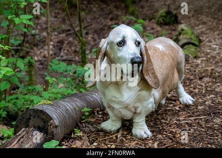 Issaquah, Washington, USA. Opie, ein älterer Basset Hound mit Lymphom-Krebs, steht an einem Baumstamm auf einem Pfad im Wald. (PR) Stockfoto