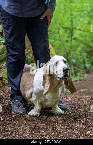 Issaquah, Washington, USA. Opie, ein älterer Basset Hound, der zwischen den Beinen seines Besitzers auf einem Waldweg steht. (PR) (MR) Stockfoto