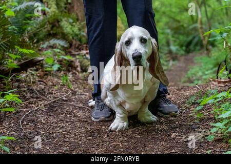 Issaquah, Washington, USA. Opie, ein älterer Basset Hound, der zwischen den Beinen seines Besitzers auf einem Waldweg steht. (PR) (MR) Stockfoto