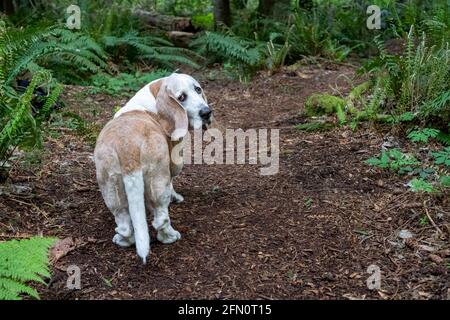 Issaquah, Washington, USA. Opie, ein älterer Basset Hound mit Lymphom-Krebs, blickt zurück, um zu sehen, ob sein Besitzer ihm immer noch folgt (PR) Stockfoto