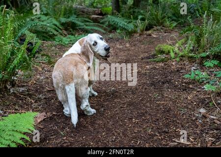 Issaquah, Washington, USA. Opie, ein älterer Basset Hound mit Lymphom-Krebs, blickt zurück, um zu sehen, ob sein Besitzer ihm immer noch folgt (PR) Stockfoto