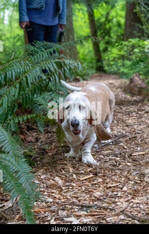 Issaquah, Washington, USA. Opie, ein älterer Basset Hound, der mit seinem Besitzer auf einem Waldweg spazierengeht. (PR) (MR) Stockfoto