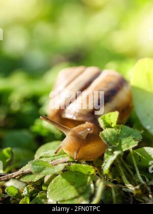 Die Schnecke kriecht auf dem grünen Gras. Speicherplatz kopieren. Stockfoto