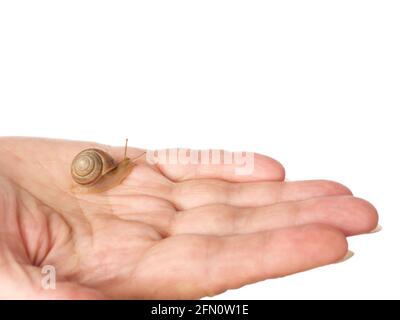 Eine Schnecke kriecht an der Handfläche einer Frau entlang. Kosmetisches Produkt aus Schleim Schnecke Schleim. Verjüngung. Isoliert. Stockfoto