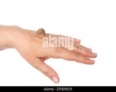 Eine Schnecke krabbelt einer Frau entlang. Kosmetisches Produkt aus Schleim Schnecke Schleim. Verjüngung. Isoliert. Stockfoto