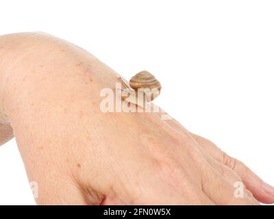 Eine Schnecke krabbelt einer Frau entlang. Kosmetisches Produkt aus Schleim Schnecke Schleim. Verjüngung. Isoliert. Stockfoto