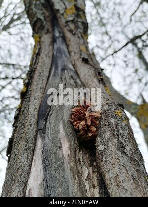 Spechtwerkstatt. Kieferkegel in Baumriss eingeführt. Buntspecht (Dendrocopos major), der an seinem Amboss Samen aus einem Kegel extrahiert. Stockfoto