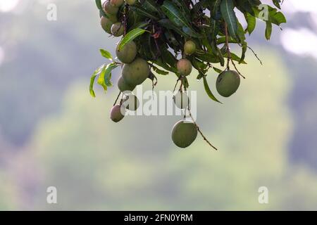Mangos hängen im Mango Baum mit Regentropfen darin. Stockfoto