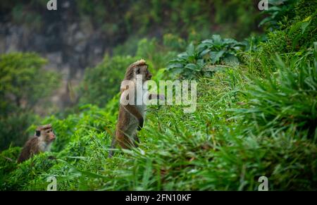 Toque macaque steht zwei Fuß an einem steilen Hang in einem Regenwald, eine Affenschar klettert auf die Spitze des Berges Stockfoto