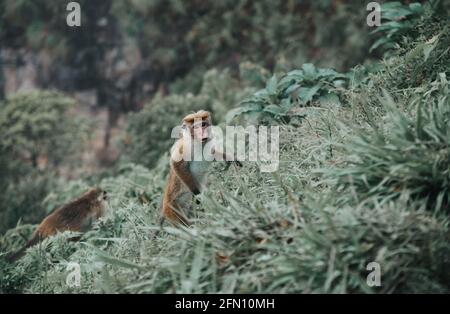 Toque macaque steht zwei Fuß an einem steilen Hang in einem Regenwald, eine Affenschar klettert auf die Spitze des Berges Stockfoto