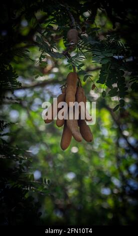 Frische Tamarinde wächst in großen Bäumen im tropischen Süden Sri Lankas, Stockfoto