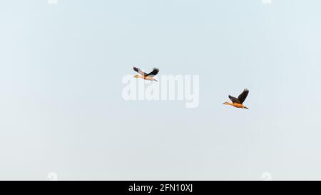 Am Abend fliegen kleine Pfeifenten am Himmel. Stockfoto