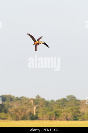 Pfeifende Enten pärchen, die nahe beieinander fliegen. Stockfoto