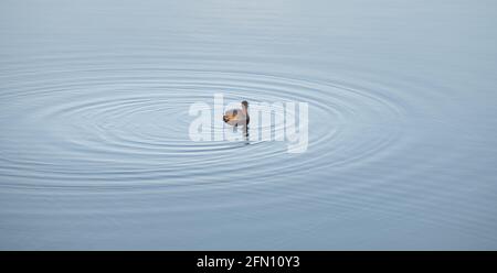 Der kleine Zwergtaucher ist in einem Muschel-See isoliert und lässt Wasser kräuseln, während die Ente schwimmt. Stockfoto