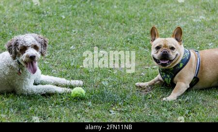 Französische Bulldogge und Lagotto Romagnolo Hunde, die eine Verschnaufpause machen. Hundepark an der Leine in Nordkalifornien. Stockfoto