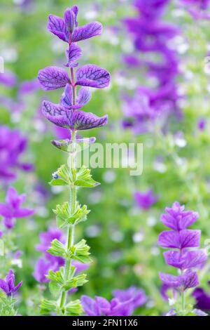 Salvia viridis „Oxford Blue“. Clary Salbei „Oxford Blue“. Einjähriger Muskatellersalbei Stockfoto