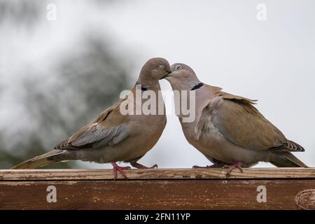 Zwei Tauben küssen sich an einem Zaun Stockfoto