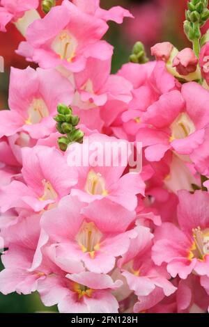 Antirrhinum majus 'Chantilly Light Pink'. Snapdragon „Chantilly Pink“. Chantilly-Serie Antirrhinum Stockfoto